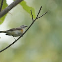 American Redstart