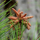 Pine tree flowers, male