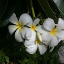 Frangipani tree