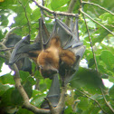 Flying fox