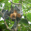 Flying fox