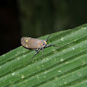 leaf hopper