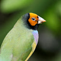 Gouldian Finch