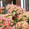 Solitair bee
