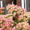 Solitair bee