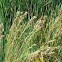 Bushy Bluestem