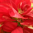 Guldaudi flower
