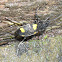 Yellow-Spotted Ground Beetle
