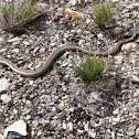 striped whipsnake