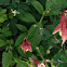 Columbine