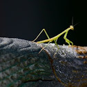 Praying Mantis