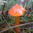 Witch's hat