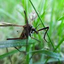 Cranefly