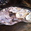 Oyster