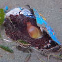 Coconut Octopus