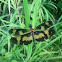 yellow and black dragonfly