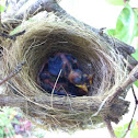 Mejiro (Japanese white eye)