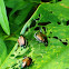 Japanese Beetles