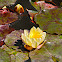 Yellow Lotus