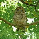 Barred Owl