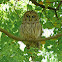 Barred Owl