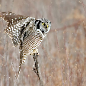 by Rachel Bilodeau - Animals Birds