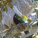 Wompoo Fruit-Dove