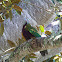Wompoo Fruit-Dove