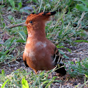 African hoopoe