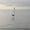 Pelican