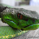 Philippine Pit Viper