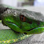Philippine Pit Viper