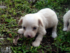 Venta De Cachorros Pastor Aleman