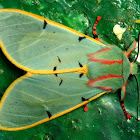 Tiger moth with red striped socks