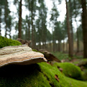 Tinder Fungus