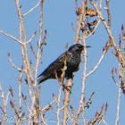Starling; Estornino Pinto