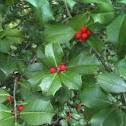 American holly