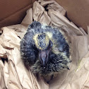 Feral Rock Pigeon