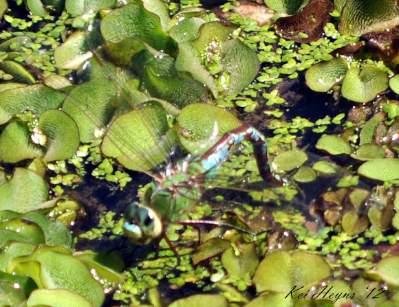 Spotting Image 1