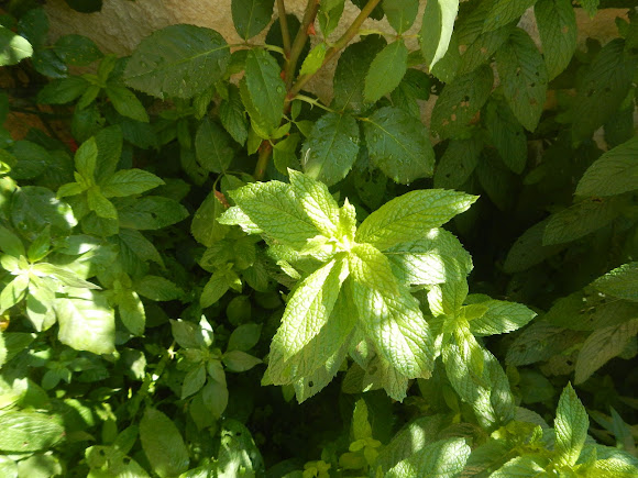 Spotting Image 1