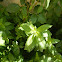 Menta