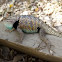 Desert Spiny Lizard