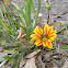Gazania