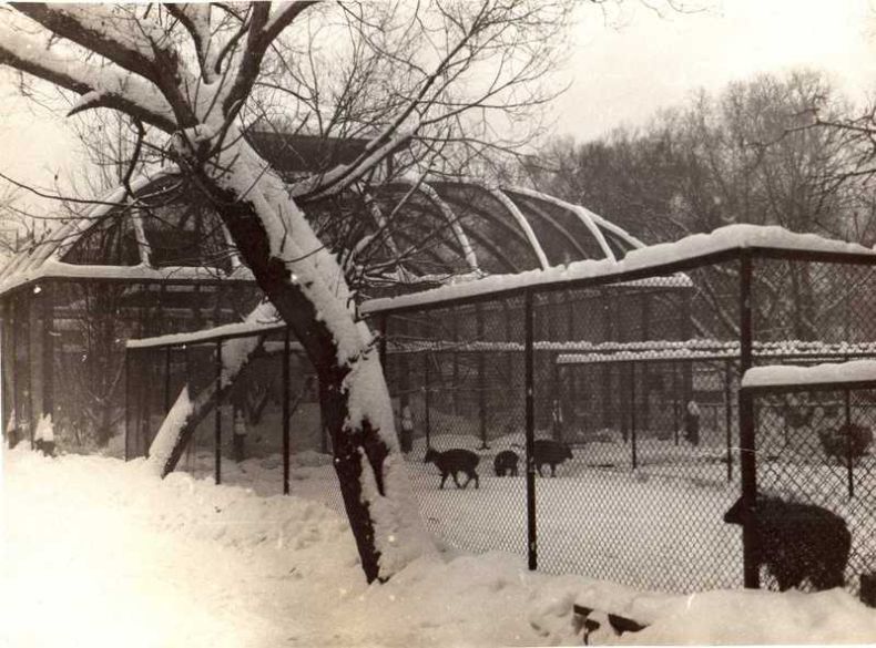 Photos Of Moscow Zoo in the 1920