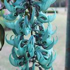 Jade Vine