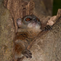 Sportive Lemur