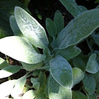 Lamb's ear