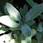Lamb's ear