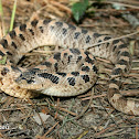 Southern Hognose Snake