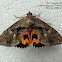 Fruit pierching Moth